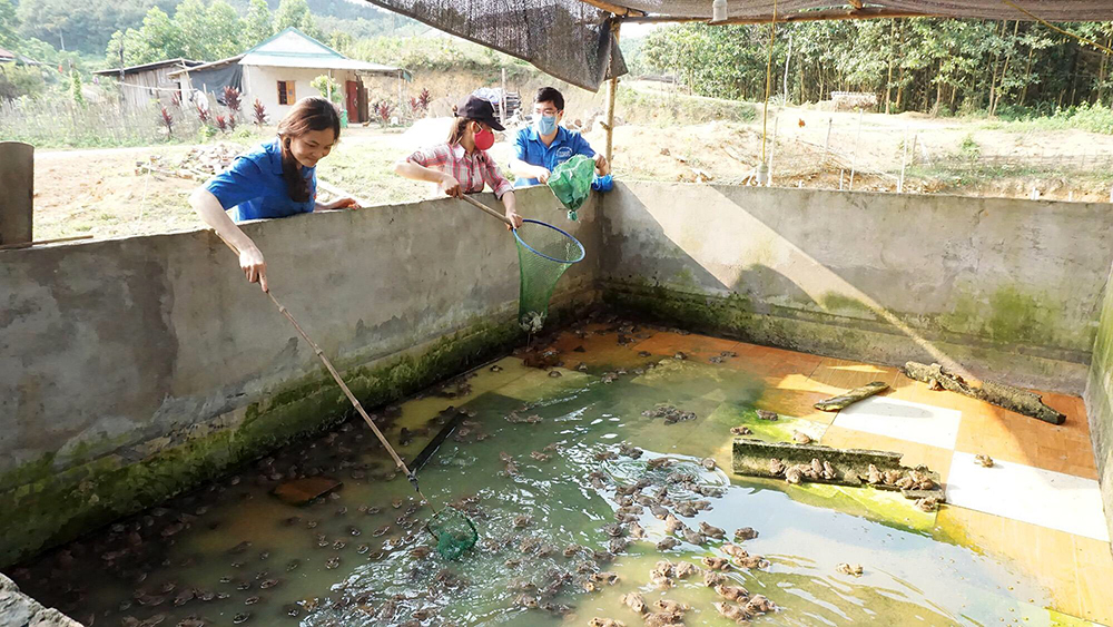Mô hình nuôi ếch thương phẩm của thanh niên xã Đạp Thanh, huyện Ba Chẽ.