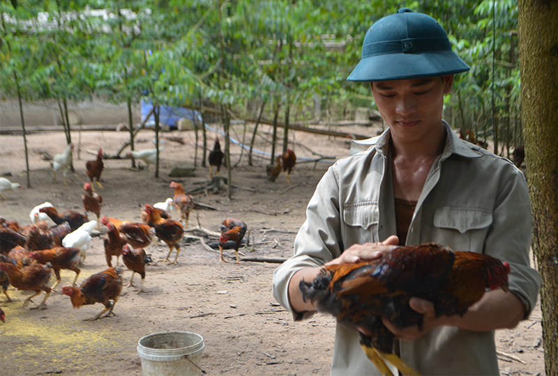 Người thanh niên dân tộc Dao Chìu Quý Nguyên, thôn Đồng Dằm, xã Đạp Thanh, thoát nghèo từ mô hình nuôi gà. Ảnh: Cao Quỳnh