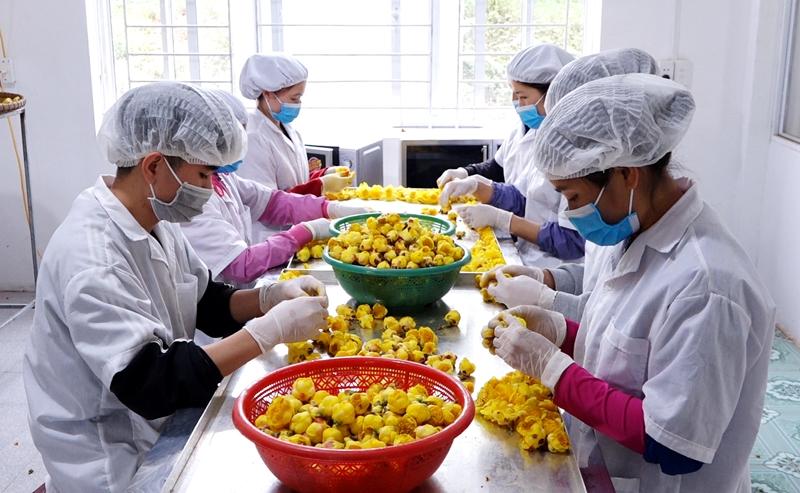 Chế biến sản phẩm trà hoa vàng tại Công ty CP Lâm sản Đạp Thanh, xã Đạp Thanh.