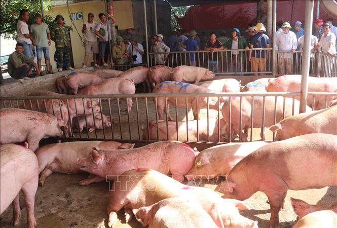 Ngày 23/6/2020, Công ty cổ phần nông sản Đức Tín, đơn vị quản lý chợ đầu mối gia súc gia cầm Hà Nam đã nhập 497 con lợn sống đầu tiên từ Thái Lan về bán tại chợ. Ảnh: Nguyễn Chinh/TTXVN