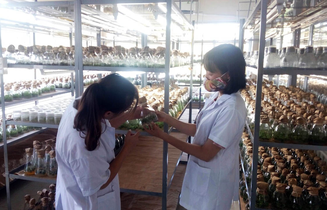Nghiên cứu các giống cây trồng mới tại Công ty TNHH MTV Thương mại dịch vụ khoa học Thái Dương.