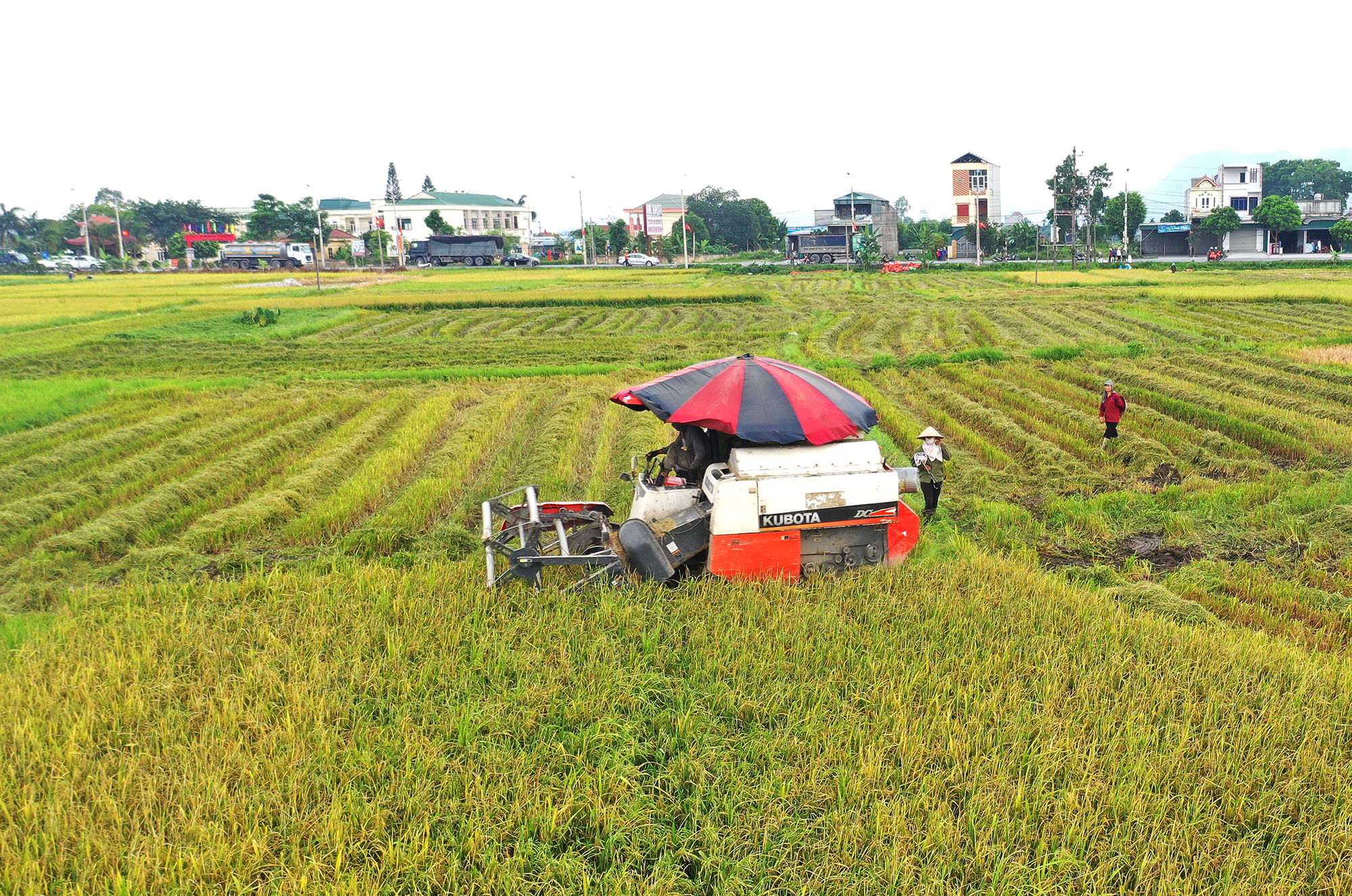 Cơ giới hóa nông nghiệp được đẩy mạnh trong sản xuất. (Trong ảnh: Thu hoạch lúa ở xã Hồng Thái Đông). Ảnh: Đỗ Giang