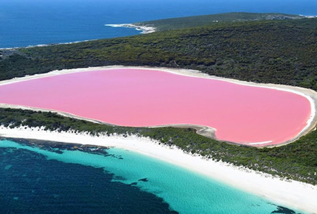 Hillier là hồ nước mặn trên đảo Middle ở ngoài khơi bờ biển phía nam vùng tây Úc, là một điểm đến rất hấp dẫn với hình ảnh tràn ngập trên Instagram. (Ảnh: Getty)