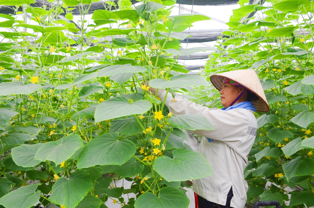  Chăm sóc rau trồng theo phương pháp thủy canh tại Công ty CP Đầu tư xây dựng và thương mại 188 (phường Mạo Khê, TX Đông Triều).