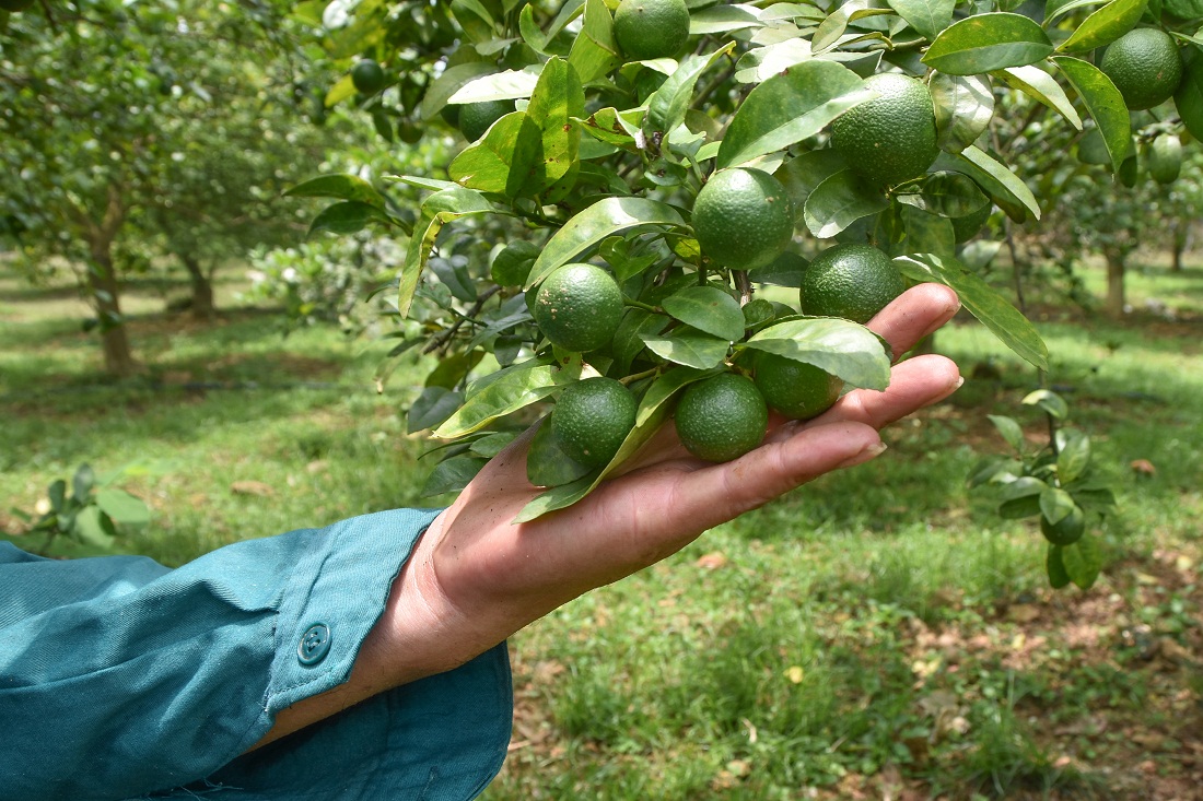 Cây chanh đào tại vườn anh Vũ Văn Thiết có thể cho sản lượng quả đạt trung bình 15kg/cây