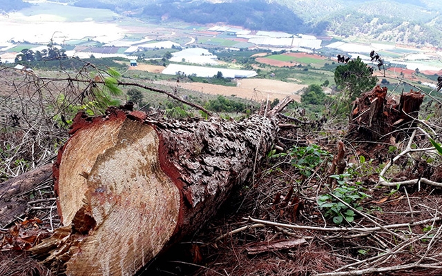 Một phần hiện trường vụ phá rừng trái phép khu vực núi Langbiang