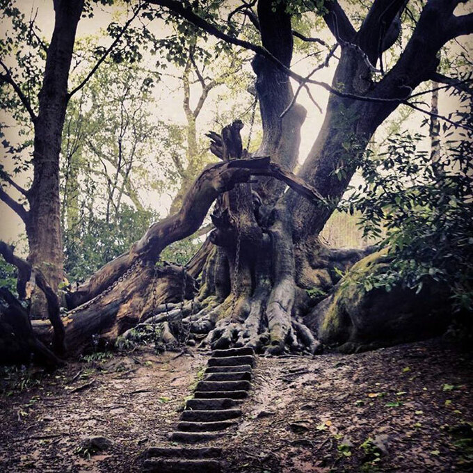 Lời nguyền đáng sợ gắn liền với cây sồi khiến nó trở thành địa điểm yêu thích của những người chuộng các câu chuyện ma và phiêu lưu mạo hiểm. Ảnh: Odd.