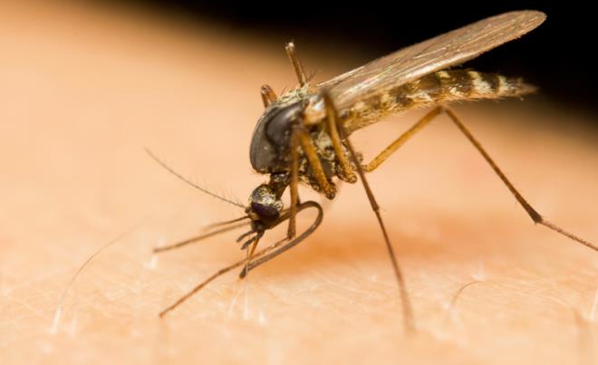 Muỗi truyền virus gây bệnh viêm não Nhật Bản.