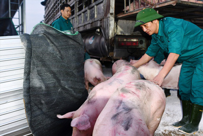 Việt Nam đã nhập trên 3.900 con lợn từ Thái Lan - tín hiệu tích cực giúp giá thịt lợn có xu hướng giảm nhiệt.