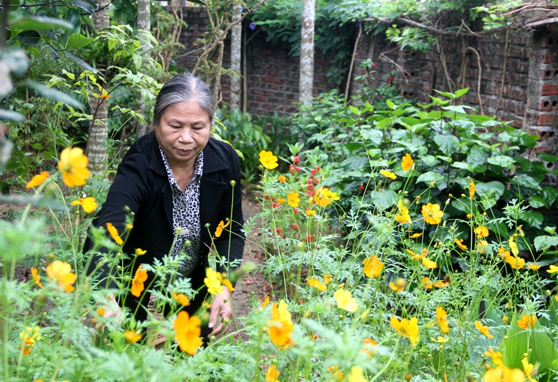 Bà Đỗ Thị Thịnh, Bí thư Chi bộ, Trưởng thôn Bãi Hai, chăm sóc hoa tại vườn nhà trước khi đem đi trồng tại đường thôn.