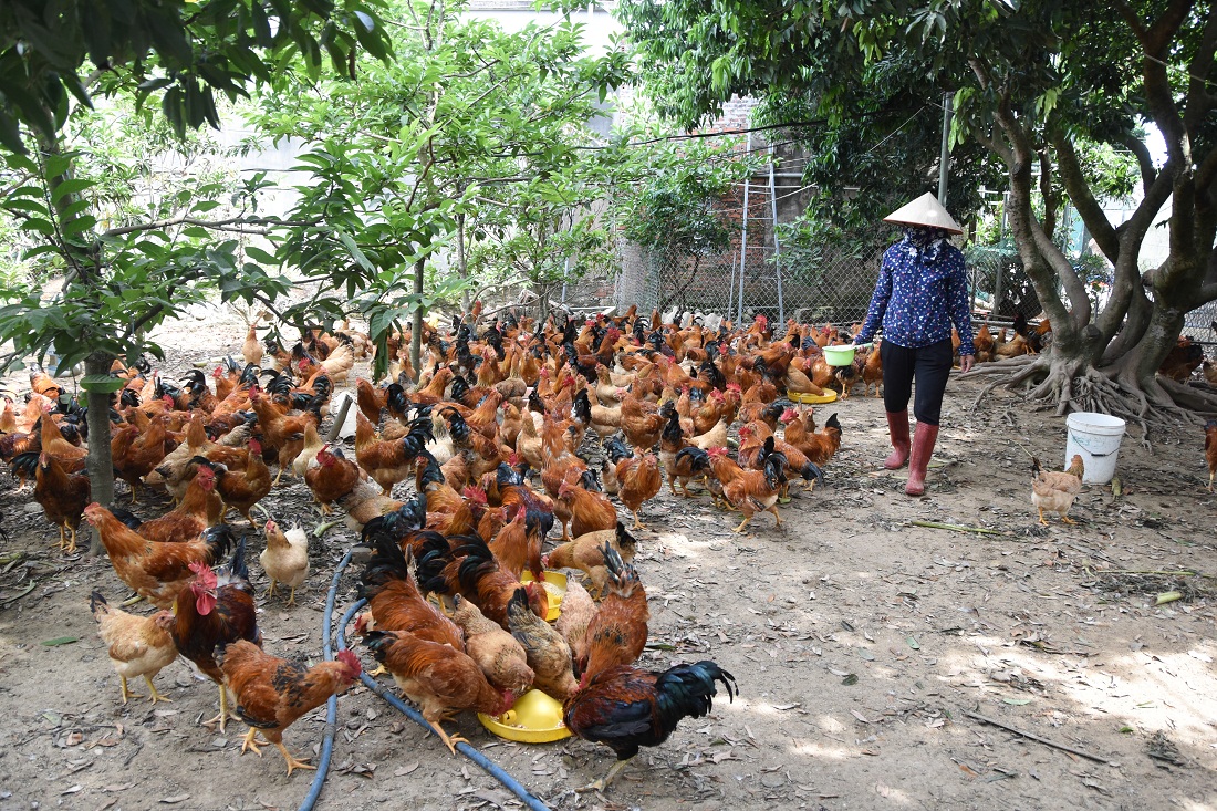 Nhiều hộ gia đình ở thôn 7, xã Quảng Chính, huyện Hải Hà, nâng cao thu nhập từ thi đua lao động sản xuất, phát triển mô hình chăn nuôi.
