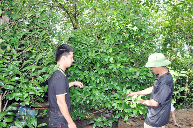 Hiện nay, gia đình anh NỊnh Văn Thanh có hơn 800 cây trà hoa vàng đang cho thu hoạch và một vườn trà mới trồng hơn 2.000 cây.