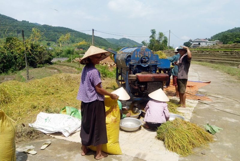 Hạ tầng điện, đường giao thông được đầu tư, tạo điều kiện cho các hộ nghèo phát triển sản xuất . Trong ảnh: Người dân xã Tình Húc (huyện Bình Liêu) thu hoạch lúa mùa.