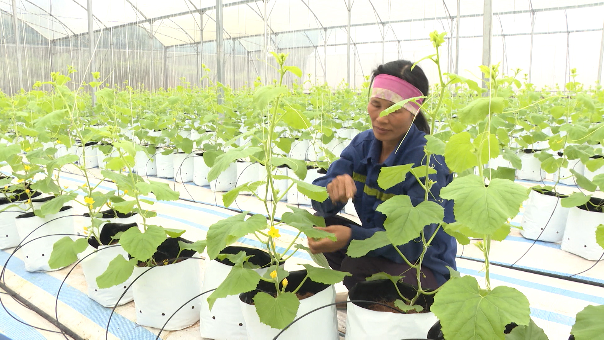 Mô hình trồng dưa lưới công nghệ cao của nông dân Đầm Hà.