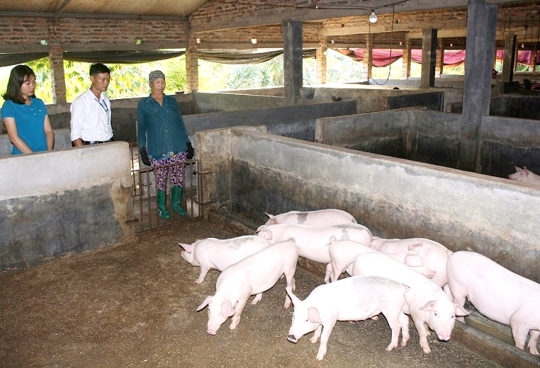Nâng cao thu nhập của người dân là một trong những tiêu chí quan trọng hàng đầu trong xây dựng NTM (Trong ảnh: mô hình nuôi lợn của gia đình bà Nguyễn Thị Bút, xã Quảng Phong, huyện Hải Hà)