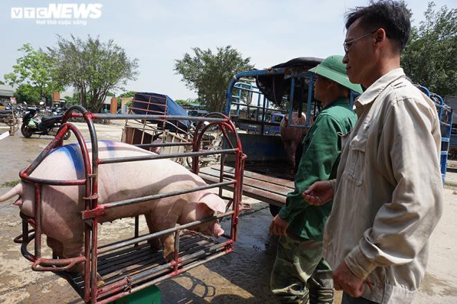 Giá lợn hơi lại tăng dù đã nhập khẩu được lợn Thái Lan.