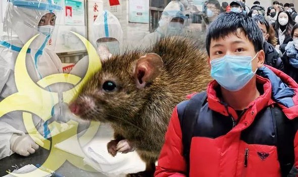 WHO đang giám sát trường hợp bệnh dịch hạch tại Trung Quốc. (Ảnh: KT)