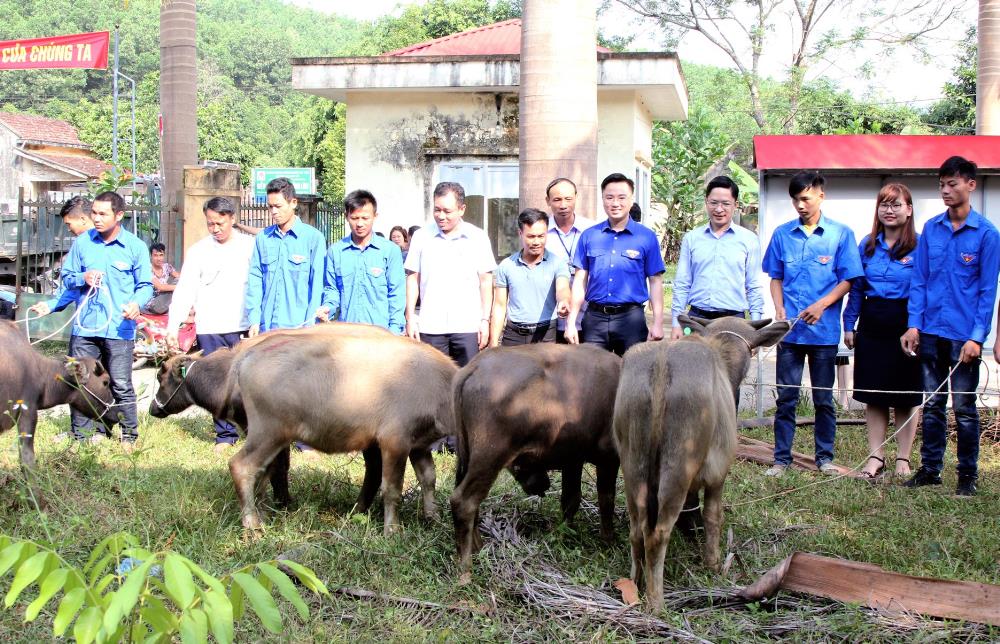 Tỉnh Đoàn trao tặng mô hình nuôi trâu sinh sản cho thanh niên thuộc các hộ nghèo, hộ cận nghèo trên địa bàn xã Đồng Lâm (TP Hạ Long).