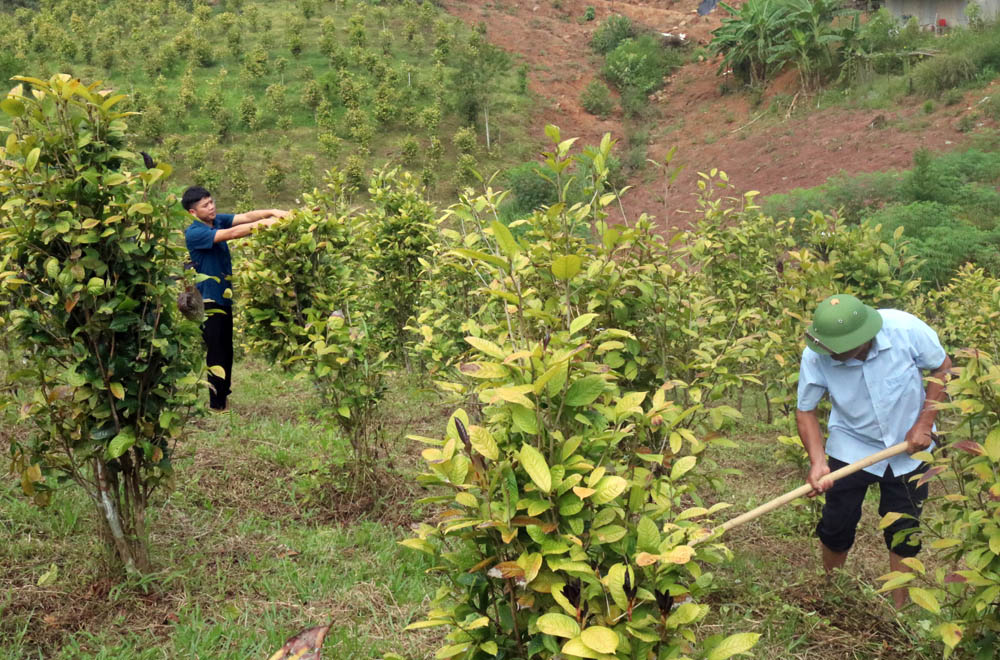 Mô hình trồng chè hoa vàng của hộ ông Đàm Văn Cường (thôn Khe Loọng Ngoài, xã Thanh Sơn, huyện Ba Chẽ) cho thu nhập 300-500 triệu đồng/năm.