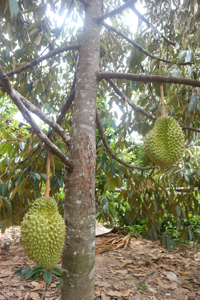 “Làng trái cây Nam Bộ giữa lòng xứ Quảng” Đại Bình sẽ tiếp đãi du khách những loại trái cây đặc trưng của miền Nam Bộ như sầu riêng, măng cụt, chôm chôm…