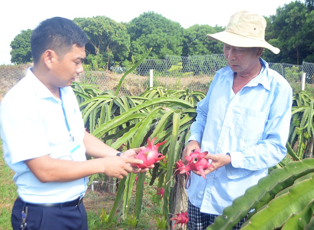Cán bộ Hội Nông dân xã Hồng Thái Đông (bên trái) trao đổi với ông Lãnh Văn Chưng (thôn Thượng Thông) về mô hình trồng thanh long ruột đỏ.