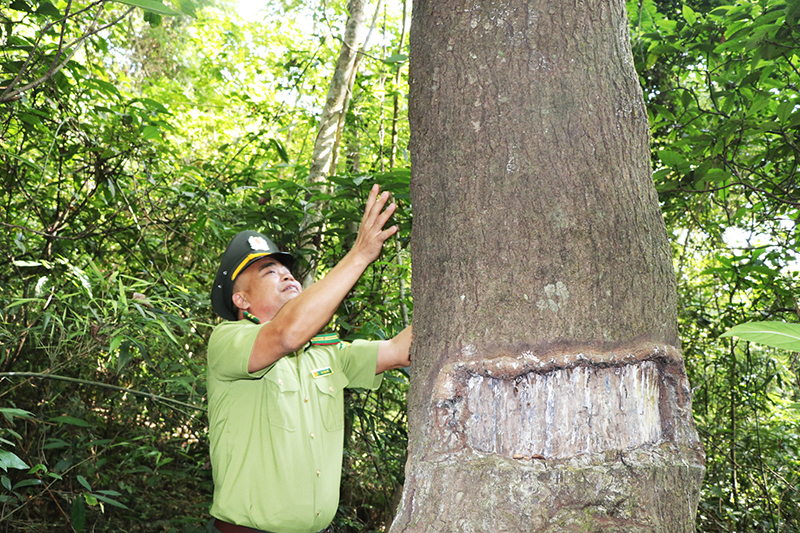 Tại rừng Đồng Sơn - Kỳ Thượng, những cây gỗ to đến mấy người ôm còn số lượng khá lớn. 