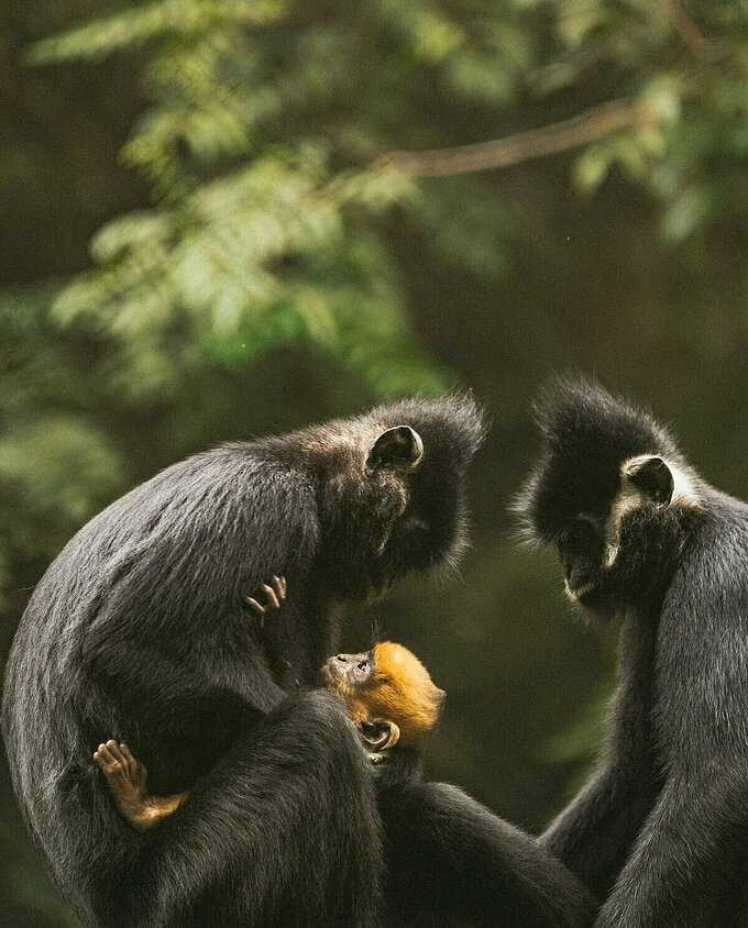 Một gia đình voọc vui đùa tại Trung tâm cứu hộ linh trưởng ở vườn quốc gia Cúc Phương. Loài voọc đang được các chuyên gia chăm sóc, bảo vệ vì chúng có nguy cơ tuyệt chủng do săn bắt trái phép.