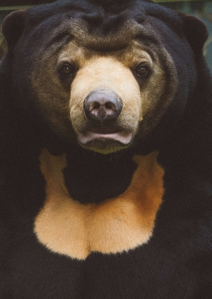 Khu bảo tồn gấu do Quỹ Động vật châu Á quản lý nằm trong thung lũng Tam Đảo. Ở đây có nhiều loài gấu được nuôi dưỡng và chăm sóc. Cũng có những con gấu mất chân, tay được giải cứu từ các trang trại kinh doanh mật gấu trái phép. Nếu không được cứu, chúng sẽ bị nuôi nhốt, lấy mật định kỳ cho đến chết. Trong ảnh là Murphy là một con gấu chó đực có đôi mắt buồn bã.