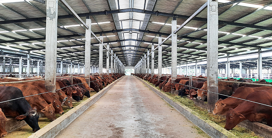 Công ty TNHH Phú Lâm hiện có gần 11.000 con bò, đạt số lượng tổng đàn lớn nhất từ trước đến nay.