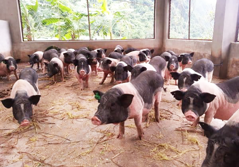 Trong đợt dịch tả châu Phi vừa qua, đàn lợn Móng Cái của tỉnh được bảo toàn, tuy nhiên tốc độ phát triển hiện nay đang chậm, không đáp ứng cả về cả lượng lợn giống và lợn thương phẩm.