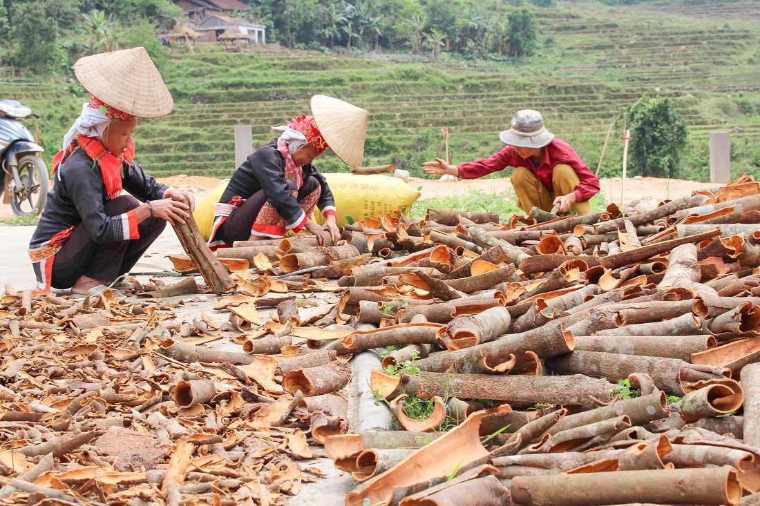 Nhiều hộ gia đình ở Quảng Lâm thoát nghèo chăm chỉ lao động, thu nhập khá nhờ trồng quế.