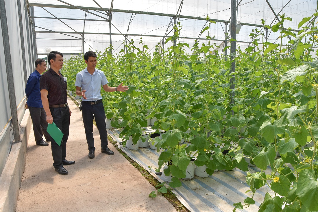 Mô hình trồng dưa lưới trong nhà màng tại Công ty CP Thương mại và Xây dựng Đầm Hà (xã Quảng Tân, huyện Đầm Hà).