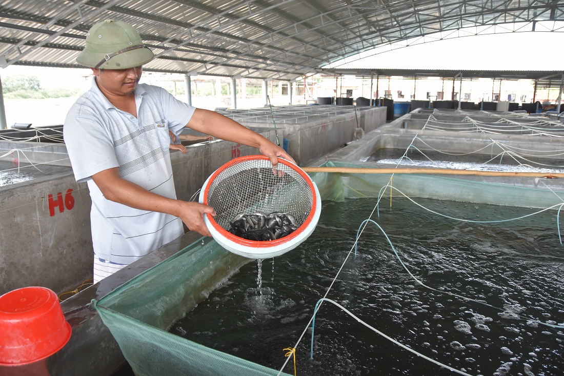 SẢn xuất cá giống tại HTX Sản xuất và nuôi trồng thủy sản Bắc Việt (xã Đầm Hà, huyện Đầm Hà).