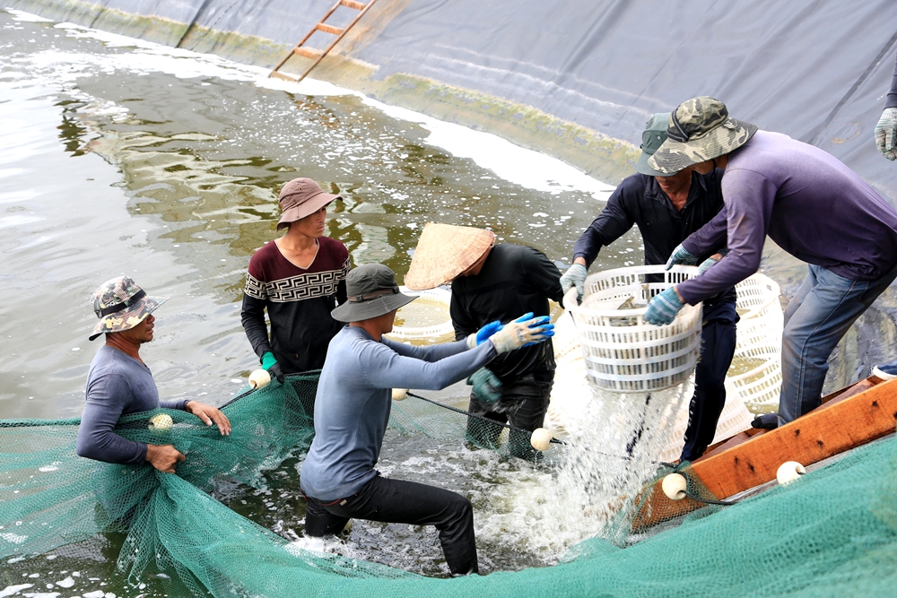Nuôi tôm công nghiệp áp dụng KHCN ngày càng phổ biến ở Tiên Yên, đem lại lợi nhuận cao, giảm thiểu rủi ro cho người nông dân. (Trong ảnh: Thu hoạch tại một đầm tôm ở thôn Trung, xã Đồng Rui)