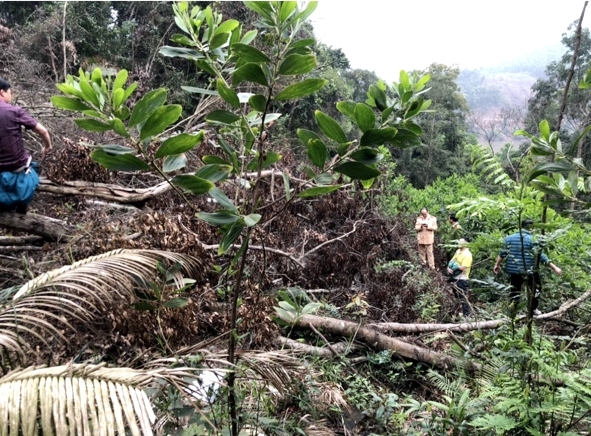 Công an huyện Tiên Yên kiểm kê rừng bị chặt phá trên địa bàn.