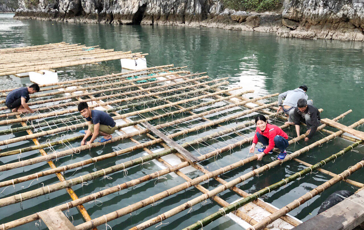 Các hộ dân thả nuôi hàu tại khu vực xã Bản Sen, huyện Vân Đồn.