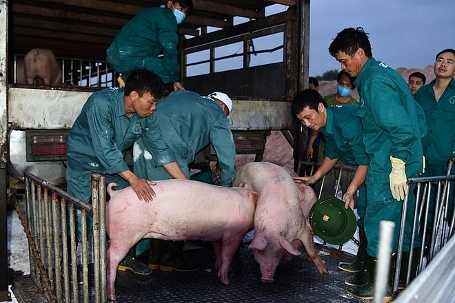 Đại diện Bộ Thương mại Thái Lan cho biết có thể nước này sẽ giới hạn lượng lợn xuất khẩu nhằm đảm bảo nguồn cung trong nước. Ảnh: Văn Giang