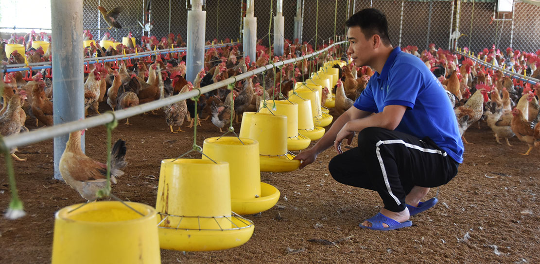 Mô hình nuôi gà của anh Nguyễn Văn Tuyền, Giám đốc HTX Tuyền Hiền (xã Quảng Tân), doanh thu hơn 2 tỷ đồng/năm.