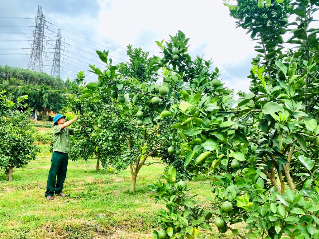 Vườn cam gần 200 gốc mỗi năm mang lại nguồn thu gần 100 triệu cho gia đình CCB Nguyễn Văn Chiến,
