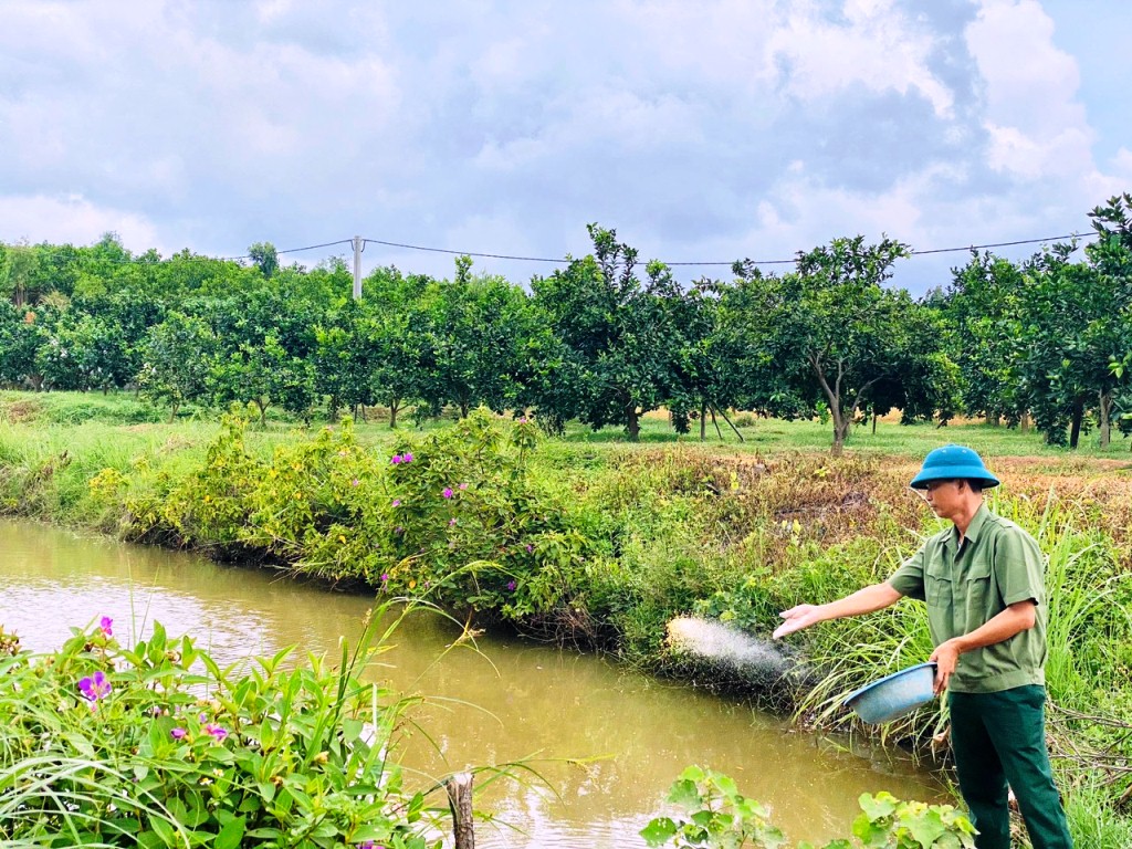 Không chỉ trông cây ăn quả, CCB Nguyễn Văn Chiến còn đào ao thả cá trên diện tích gần 3000m 