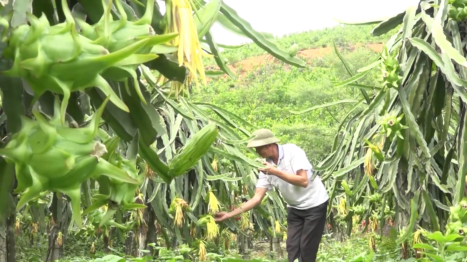 Mô hình trồng chè hoa vàng được hỗ trợ từ Đề án 198 của gia đình anh, xã Thanh Sơn, huyện Ba Chẽ cho hiệu quả kinh tế cao.