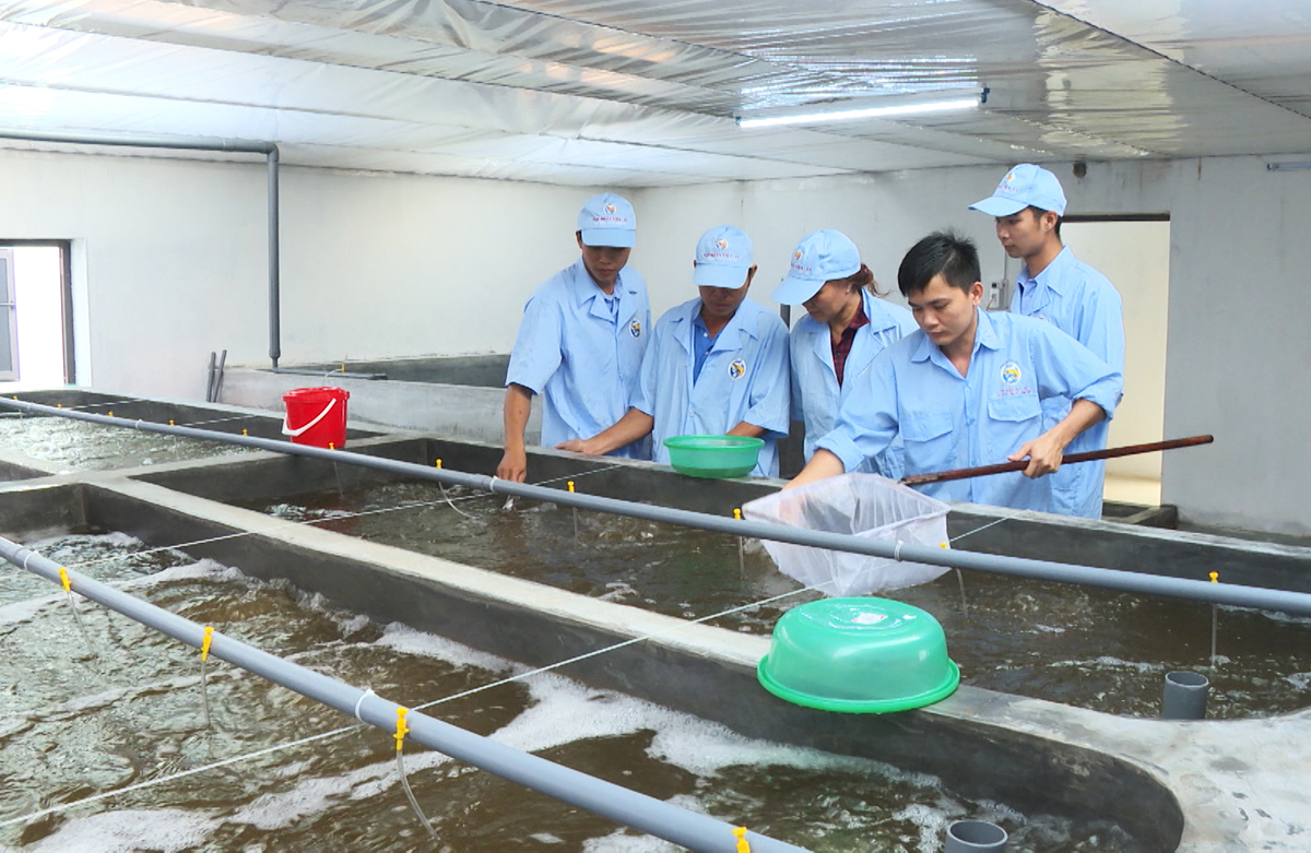Sản xuất tôm giống chất lượng cao tại Khu phức hợp sản xuất tôm chất lượng cao do Tập đoàn Việt - Úc, huyện Đầm Hà.
