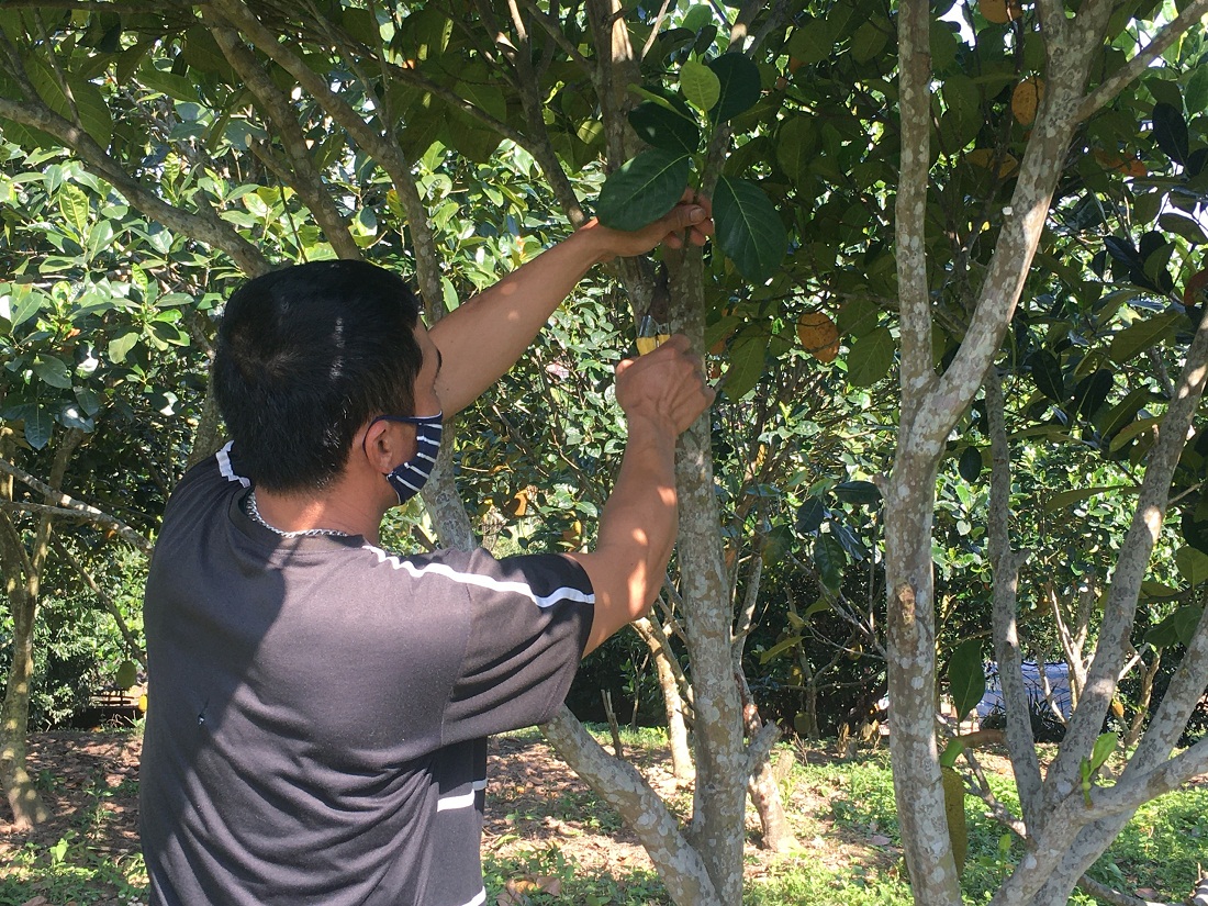 Anh Hà Văn Thảo (xã Đông Hải, huyện Tiên Yên) chăm sóc vườn mít Thái của gia đình.