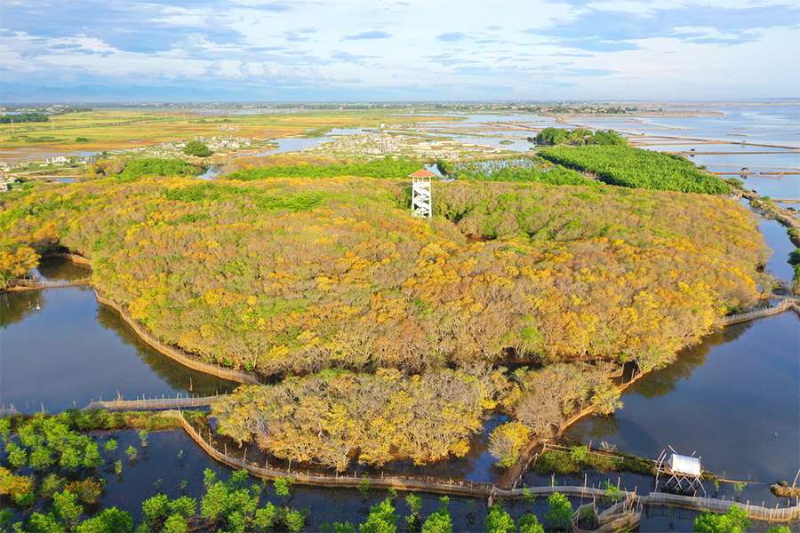 Khu rừng ngập mặn Rú Chá nằm ở xã Hương Phong, thị xã Hương Trà được xem là khu sinh quyển quan trọng của hệ đầm phá Tam Giang - Cầu Hai. Khu vực này chủ yếu là cây Chá cổ thụ hàng trăm năm tuổi.