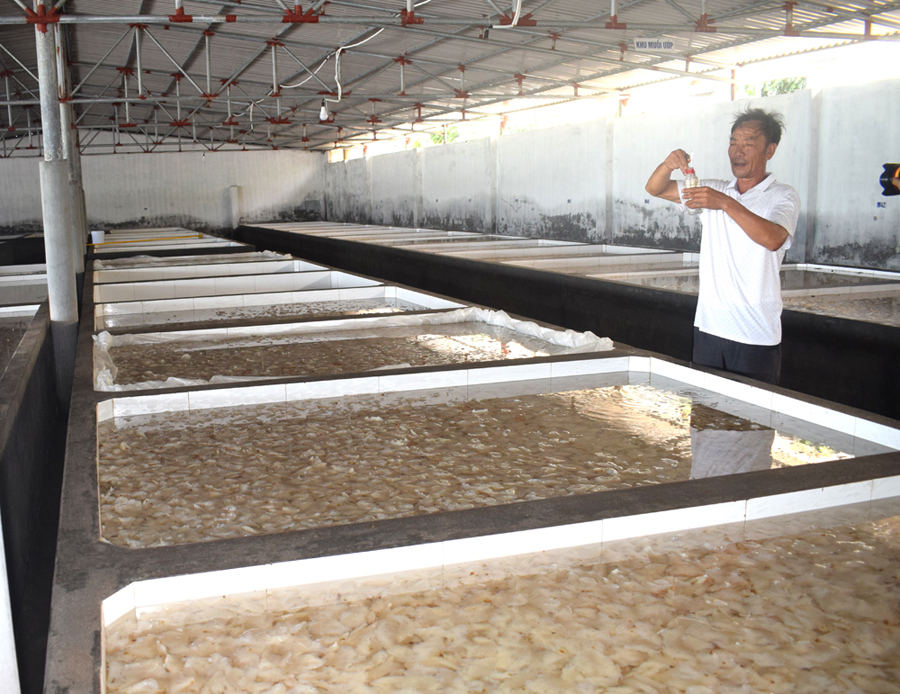 Năm nay, do dịch bệnh sứa không tiêu thụ được, nhưng gia đình ông Đàm vẫn vay tiền thu mua hết sứa khai thác của ngư dân Cô Tô, để bà con yên tâm sản xuất