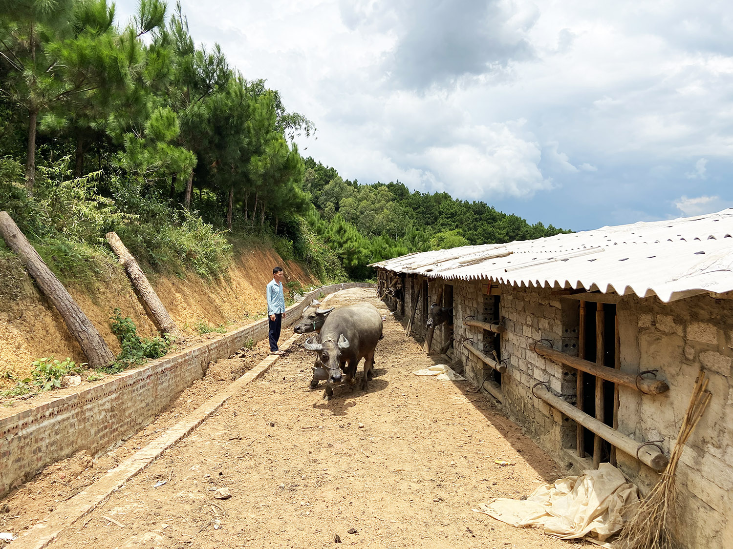 Đồng chí kiểm tra khu chuồng trại nuôi trâu, bò tập trung tại thôn Khe O, xã Lục Hồn (Bình Liêu).