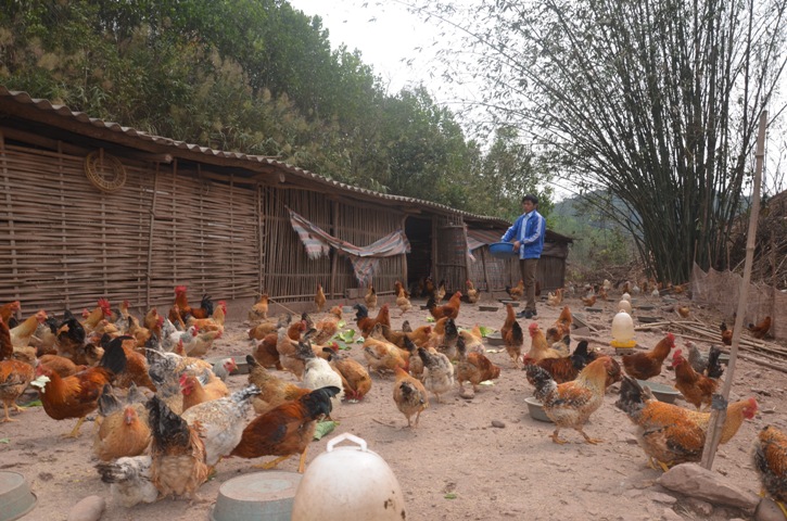 Một hộ gia đình ở Hà Lâu nuôi gà Tiên Yên từ nguồn giống của Công ty Phúc Long.