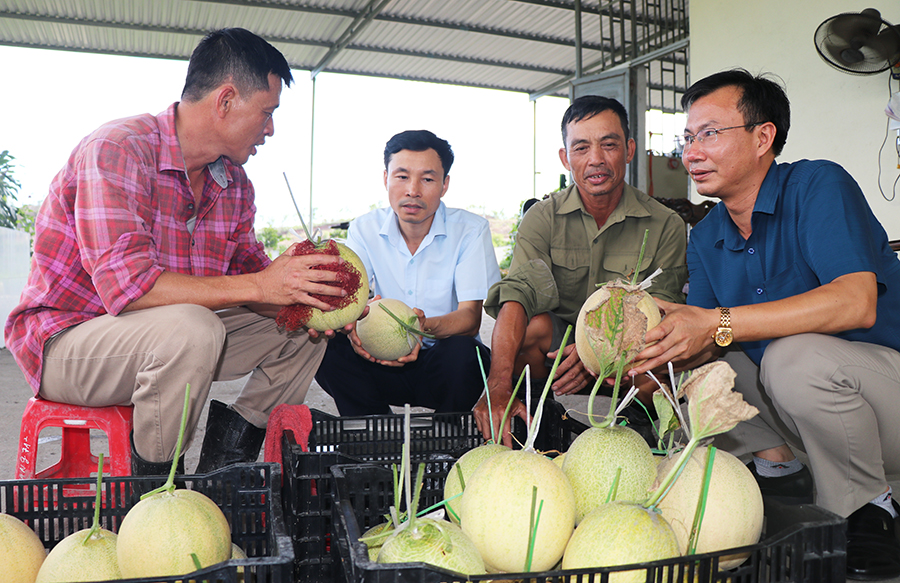 Mô hình trồng dưa lưới của HTX Hương Việt được mùa, được giá.