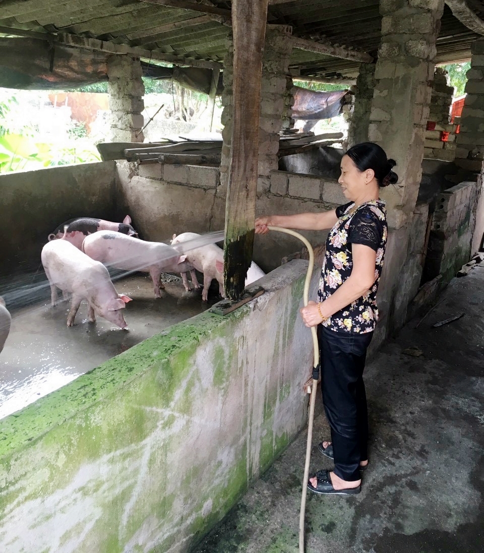 Nhiều hộ dân ở xã Cẩm Hải đã nâng cao thu nhập từ nguồn vốn tín dụng chính sách xã hội để chăn nuôi lợn.