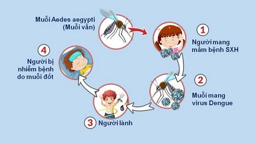 Đường lây truyền bệnh sốt xuất huyết (theo hanoimoi.com.vn).